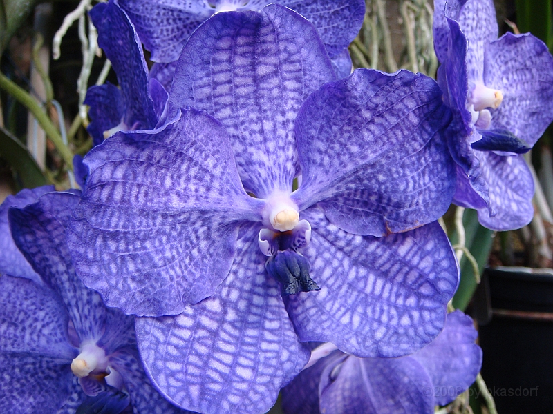397 Longwood Gardens [2008 August 23].JPG - Longwood Gardens in Pennsylvania